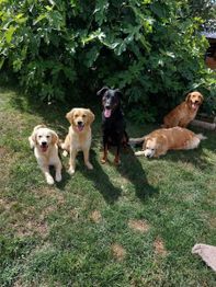 Elevage de la Cuvée des Golden Boss