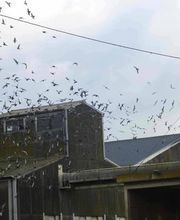 Punaises Nuisibles et Solutions image 2