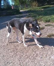 Brentwood Animal Campus image 11