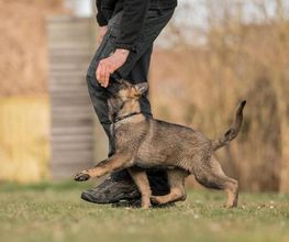 Hundeschule DogFeeling Bild 1