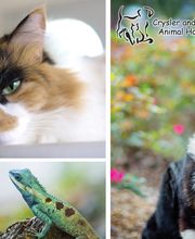 Crysler Animal Hospital image 11