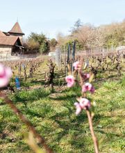 Domaine Montessuit Famille image 1