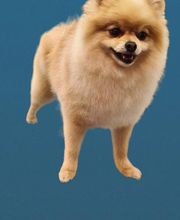 A Fleur De Chiens image 12