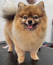 A FLAIR ALLURE image 6