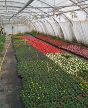 Gros Philippe (Ent) image 3