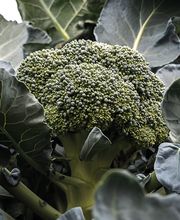 Ferme Fruitière de la Hautière image 9