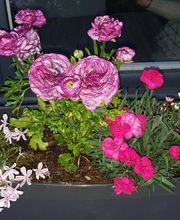 GARREAU Jardin SARL image 5