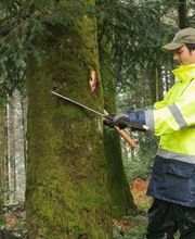 ALLIANCE Forêts Bois image 5