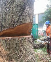 Ariège Arboriste image 1