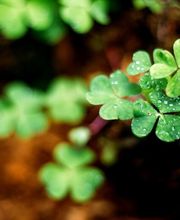 Im FriedWald Weilrod übernimmt die Natur den Grabschmuck.