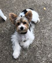 Élevage familial de la Pomaille image 11