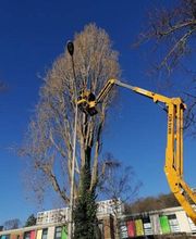 Florian Théry Élagage image 6