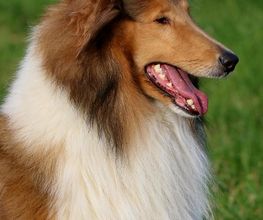 Collies vom Kaninchenhof Bild 5