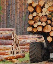 Société Forestière de l'Orient image 4