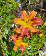 Bricomarché Brou image 12