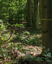 Freie Bestattungsbäume im FriedWald Kamenz sind mit einem farbigen Band markiert.