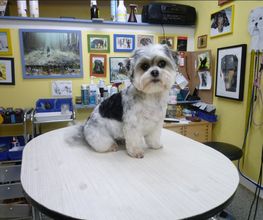Hundesalon Pfiffikus Bild 4