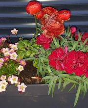 GARREAU Jardin SARL image 8