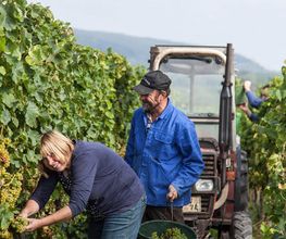 Weingut Erich Ferckel Bild 10