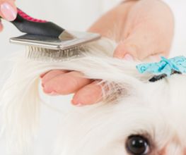 Beaute Canine image 1