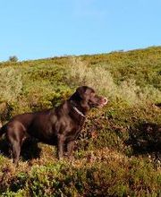 Clínica Veterinaria Manoteras imagen 4