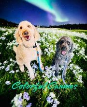 Colorful Canines image 4