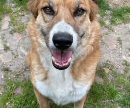 Hundeschule Thea Grothe Bild 8