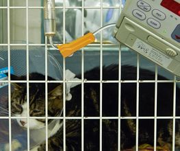 Tierklinik Obergrund AG Bild 12
