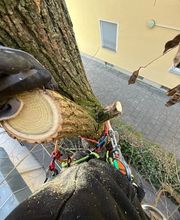 Treevarna Baumpflege München Bild 9