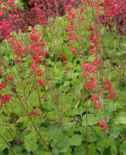 Staudengärtnerei David Müller Bild 42