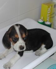 anubis-clinica-veterinaria-_perro-03.jpg