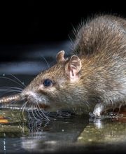 colaves-Schädlingsbekämpfung in Hannover - Hildesheim - Hameln