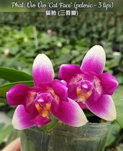 MyOrchids.shop Bild 13