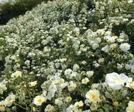 Royal Jardin sarl Bild 4