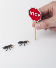 Biersack GmbH Schädlingsbekämpfung Bild 3