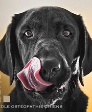 ESAO école supérieure ostéopathie animale image 5