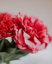 Rieder Fleurs Bild 3