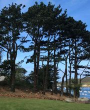 Breizh Arborescence image 4