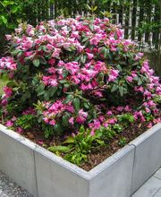 Brenner AG Gartenbau Bild 10