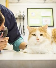 Lakewood Animal Hospital image 1