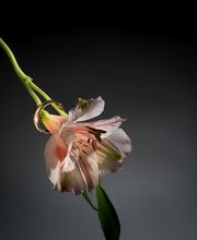 Dreno Christophe image 7