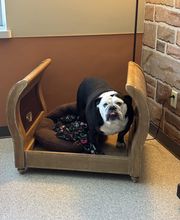 Spa Paw & Tail Premier Pet Resort image 2