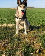 Animal & Vous image 4