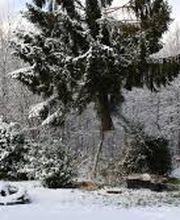 Baummensch GmbH Bild 1