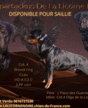 La Licorne Noire image 7