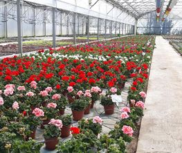 Chazalet Plants image 2