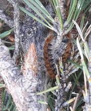 Des Jardins et des Arbres SARL image 2