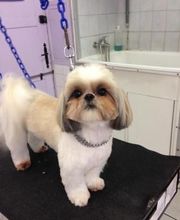 PRINCESS CANICHE image 1