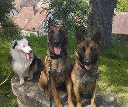 Antho Educanine image 19