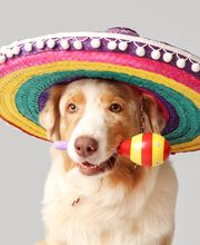 Canine Country Club & Feline Inn image 8